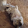 cat, fluffy, carpet, indoor, relaxed, belly_up, paws, tail, feline, pet, sleeping, cute, fur, animal, cozy, home, tabby, whiskers, resting, soft