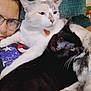 person, glasses, cat, white_cat, black_cat, pet, indoor, chair, furniture, snuggle, cozy, closeup, animal, companion, domestic, relaxation, fur, whiskers, home, portrait
