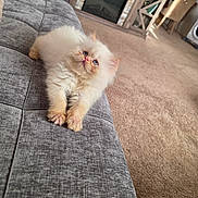 Miyuki joined the competition — help win amazing prizes! kitten, cat, fluffy, blue_eyes, couch, gray, furniture, carpet, living_room, indoor, pet, cute, animal, stretching, young, mammal, feline, cozy, relaxed, domestic
