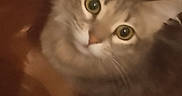 Athéna a rejoint le concours — aidez-le/la à gagner de superbes lots ! animal, brown_paper_bag, cat, closeup, cozy, curious, cute, domestic_cat, ears, feline, fluffy, indoor, looking_up, mammal, pet, playful, portrait, soft_fur, whiskers, wide_eyes