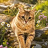 cat, tabby_cat, fluffy, moss, rock, wildflowers, daisy, purple_flowers, greenery, outdoor, nature, sunlight, golden_hour, closeup, animal, pet, relaxed, cute, feline, beautiful