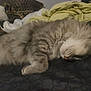 cat, sleeping, fluffy, gray_cat, pet, animal, indoor, cozy, blanket, fur, resting, cute, domestic_cat, whiskers, paw, bed, relaxing, mammal, feline, nap