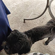 Tiago participe au concours pour gagner de l'argent avec cette photo : dog, black_dog, curious, sniffing, concrete_floor, metal_table_leg, blue_fabric, shoe, person, outdoor, pet, animal, fur, paw, leg, side_view, shadow, daylight, casual, companion