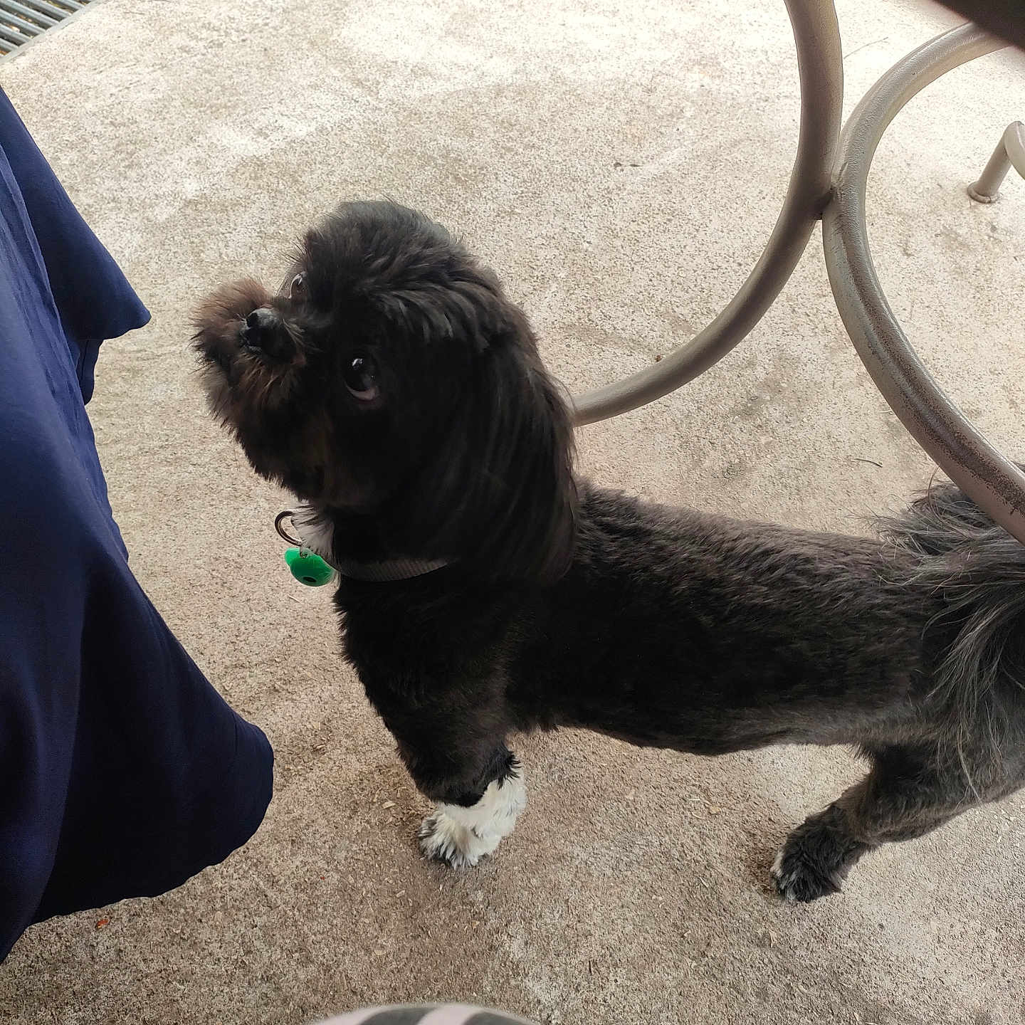 Tiago participe au concours pour gagner de l'argent avec cette photo : accessories, adult, affenpinscher, animal, canine, cockerspaniel, dog, female, hound, leash, machine, person, pet, poodle, puppy, spoke, strap, terrier, whitedog, woman