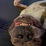 dog, upside_down, close_up, teeth, nose, paw, brown, fur, pet, animal, playful, lying_down, indoor, texture, funny, canine, snout, relaxed, domestic, face