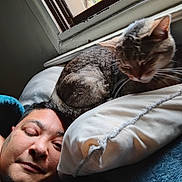 Myth joined the competition — help win amazing prizes! person, cat, pillow, window, indoor, tabby_cat, face, resting, sleepy, closeup, cozy, light, natural_light, bedroom, blanket, relaxing, feline, pet, home, comfort