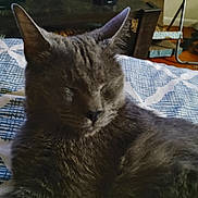 Luce joined the competition — help win amazing prizes! cat, gray_cat, sleeping, indoor, bed, blanket, furniture, speaker, cozy, pet, animal, resting, closeup, fur, relaxing, home, comfort, soft, peaceful, quiet