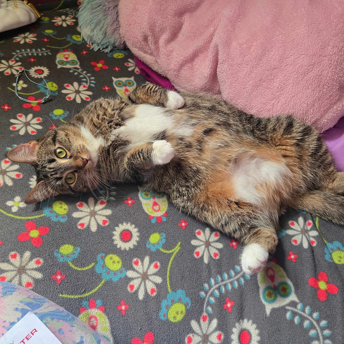 Ruby is registered to the contest to win money with this photo: animal, bedroom, blanket, cat, cozy, cute, ears, eyes, feline, floral_pattern, fur, indoor, lying_down, pet, pillow, relaxed, resting, soft, tabby, whiskers