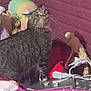 Ruby joined the competition — help win amazing prizes! cat, tabby_cat, stuffed_toys, cords, purple_blanket, purple_wall, cluttered_surface, indoor, pet, curious, feline, whiskers, looking_up, soft_toys, electronics, bedroom, colorful, striped_fur, domestic_cat, cozy