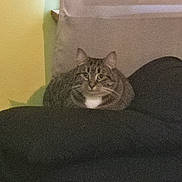 Ruby is registered to the contest to win money with this photo: cat, tabby_cat, indoor, sitting, furniture, yellow_wall, window_ledge, cozy, pet, animal, domestic_cat, fur, whiskers, face, ears, resting, comfort, closeup, background, home