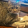 Ruby joined the competition — help win amazing prizes! cat, tabby, pet, animal, feline, whiskers, paw, fur, indoor, table, purse, zipper, brown, beige, domestic, curious, resting, closeup, household, companion
