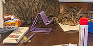 Ruby is registered to the contest to win money with this photo: cat, tabby_cat, table, clutter, napkin, snacks, pen, phone_stand, tube, can, wooden_table, indoor, resting, sleepy, furniture, kitchen, background, container, door, plastic_bottle