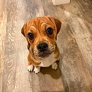 Zoe is registered to the contest to win money with this photo: puppy, dog, pet, animal, brown_fur, white_chest, sitting, indoors, wooden_floor, flooring, portrait, close_up, wide_eyes, floppy_ears, wrinkled_forehead, black_nose, paws, curious, cute, home