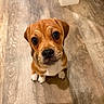 puppy, dog, pet, animal, brown_fur, white_chest, sitting, indoors, wooden_floor, flooring, portrait, close_up, wide_eyes, floppy_ears, wrinkled_forehead, black_nose, paws, curious, cute, home