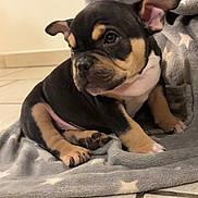 Daisy a rejoint le concours — aidez-le/la à gagner de superbes lots ! puppy, dog, blanket, floor, tile, indoor, young, cute, black, tan, fur, ears, sitting, pet, animal, cozy, star_pattern, looking_away, portrait, companion