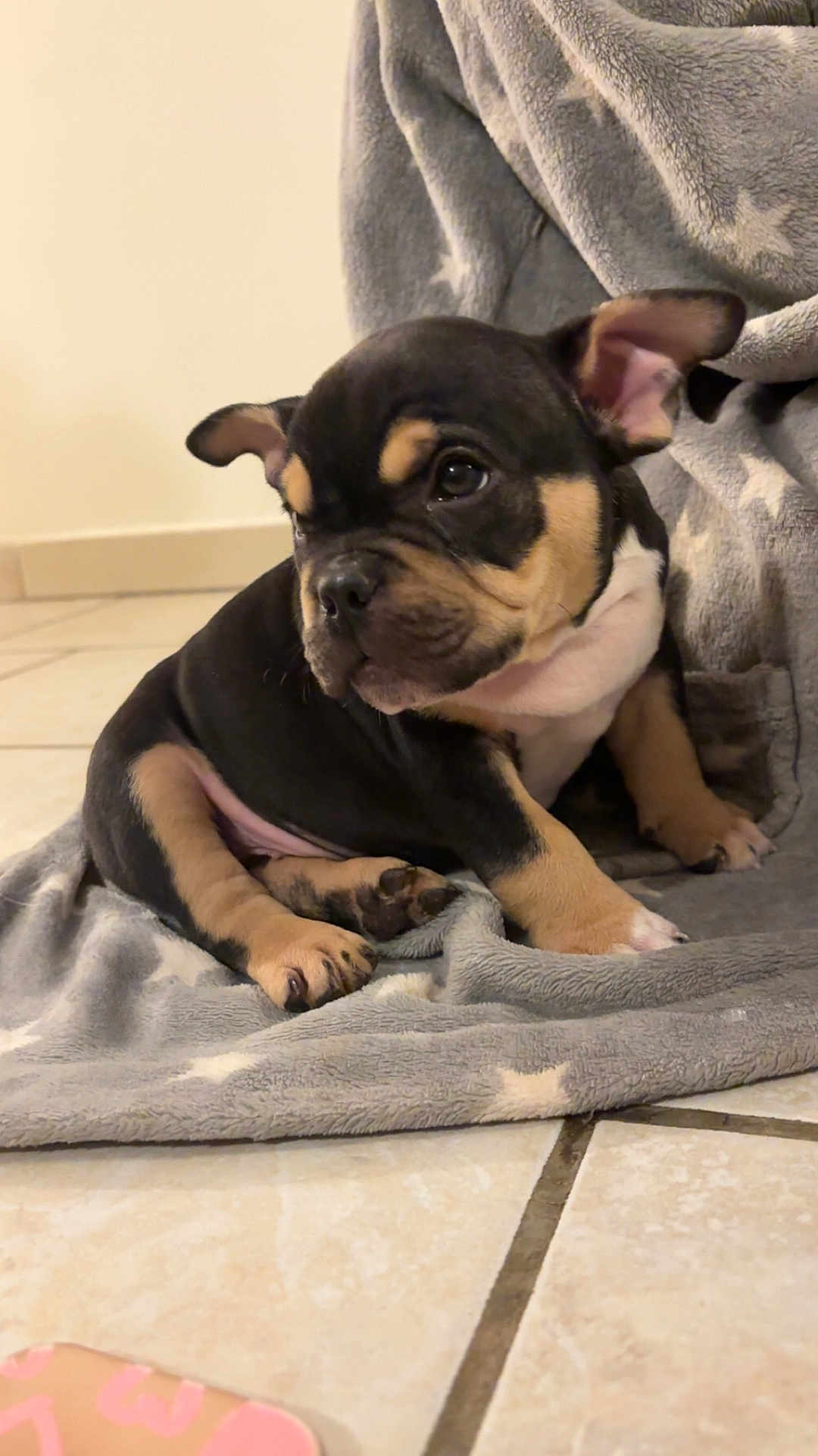 Daisy a rejoint le concours — aidez-le/la à gagner de superbes lots ! puppy, dog, blanket, floor, tile, indoor, young, cute, black, tan, fur, ears, sitting, pet, animal, cozy, star_pattern, looking_away, portrait, companion