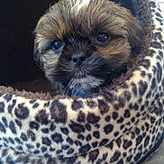 Chumlee is registered to the contest to win money with this photo: adorable, animal, black, brown, cozy, cute, dog, eyes, face, fur, indoors, leopard_print, nose, pet_bed, portrait, puppy, small, snuggle, whiskers, young