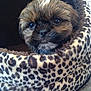 adorable, animal, black, brown, cozy, cute, dog, eyes, face, fur, indoors, leopard_print, nose, pet_bed, portrait, puppy, small, snuggle, whiskers, young