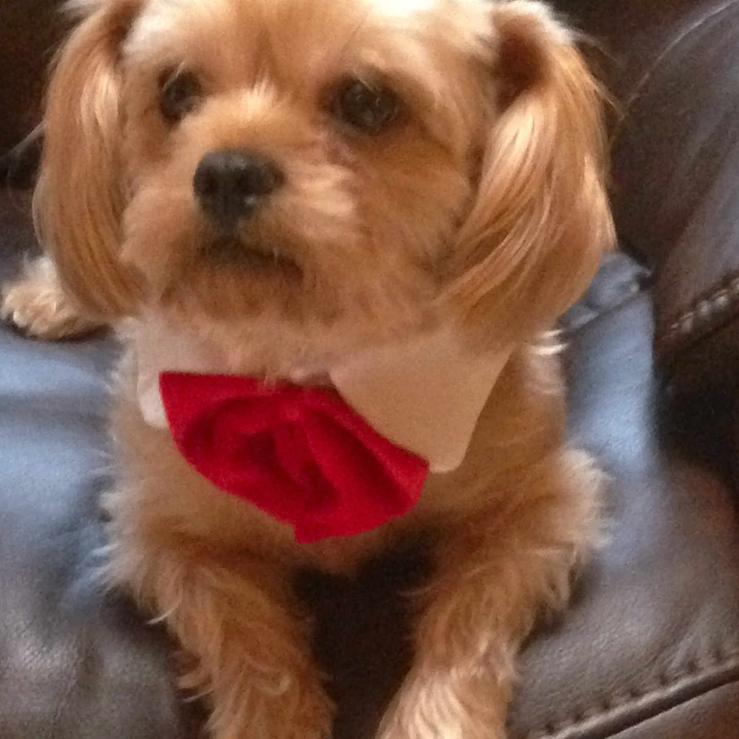 Cooper joined the competition — help win amazing prizes! accessories, affenpinscher, animal, bowtie, canine, chair, cockerspaniel, couch, cushion, dog, formalwear, furniture, homedecor, papillon, pet, poodle, puppy, terrier, tie, whitedog