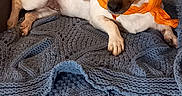 Hyona participe au concours pour gagner de l'argent avec cette photo : dog, small_dog, orange_scarf, scarf, blanket, blue_blanket, chair, gray_chair, pet, indoor, relaxed, cute, animal, fur, ears, floor, wooden_floor, cozy, resting, domestic