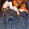 dog, small_dog, orange_scarf, scarf, blanket, blue_blanket, chair, gray_chair, pet, indoor, relaxed, cute, animal, fur, ears, floor, wooden_floor, cozy, resting, domestic