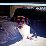 Hyona participe au concours pour gagner de l'argent avec cette photo : puppy, dog, pet, couch, leather, blanket, pillow, indoor, animal, sitting, cute, small, white, black, brown, fur, young, domestic, companion, relaxing