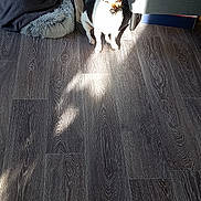 Hyona participe au concours pour gagner de l'argent avec cette photo : dog, sunlight, floor, pet_bed, blanket, armchair, wood_floor, indoor, cozy, furniture, shadow, small_dog, comfortable, home, resting_spot, quiet, relaxation, domestic, daylight, living_room