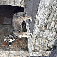 Rijsel a rejoint le concours — aidez-le/la à gagner de superbes lots ! animal, architecture, black, building, canine, dog, ears, fur, gray, happy, leash, muzzle, outdoor, pavement, pet, rustic, standing, stone_ledge, stone_wall, tongue_out