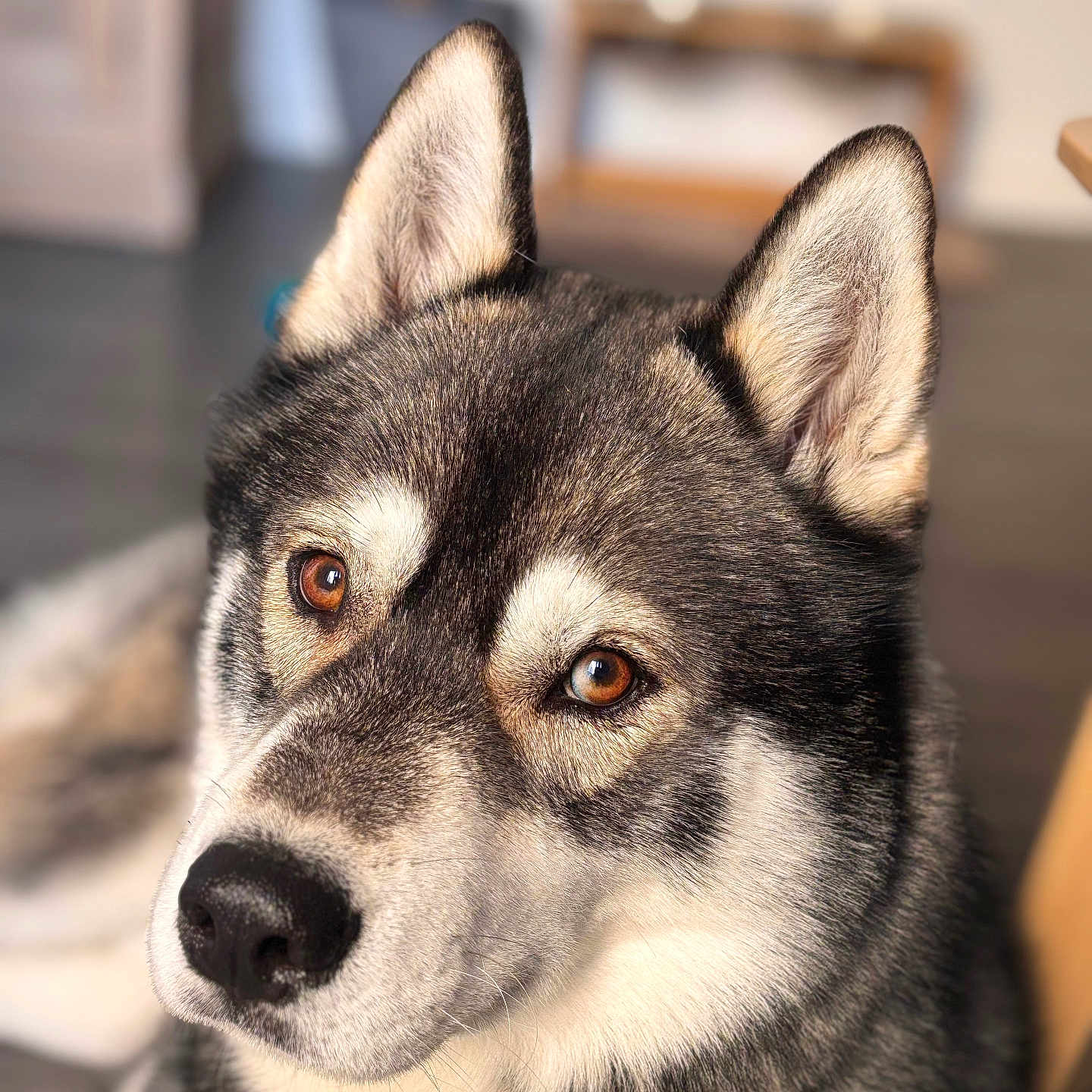 Rijsel a rejoint le concours — aidez-le/la à gagner de superbes lots ! animal, brown_eyes, canine, close_up, companion, cute, dog, domestic_animal, ears, focused, fur, furry, husky, indoor, looking, muzzle, nose, pet, portrait, whiskers