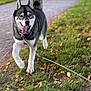 Rijsel a rejoint le concours — aidez-le/la à gagner de superbes lots ! animal, canine, daytime, dog, ears, fur, grass, happy, husky, leash, mammal, nature, outdoor, path, pet, playful, sunlight, tail_up, tongue_out, walking