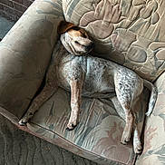 Sprit And Satan is registered to the contest to win money with this photo: dog, sleeping, armchair, floral_pattern, indoor, cozy, pet, resting, furniture, brown, white, spotted, canine, relaxed, couch, fabric, carpet, brick_wall, paw, tail