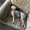 dog, sleeping, armchair, floral_pattern, indoor, cozy, pet, resting, furniture, brown, white, spotted, canine, relaxed, couch, fabric, carpet, brick_wall, paw, tail