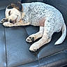 puppy, dog, sleeping, car_seat, leather, tongue_out, cute, young_dog, resting, animal, pet, fur, black, white, brown, spots, paw, tail, indoor, relaxed
