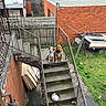 dog, stairs, brick_building, outdoor, concrete, metal_railing, grass, fence, yard, residential, pets, waiting, two_animals, canine, urban, daytime, leisure, companions, looking_up, empty_bowl