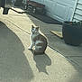 cat, shadow, concrete, driveway, wagon, radio_flyer, planter, flowers, outdoor, sunlight, animal, pet, sitting, suburban, sidewalk, door, garage, plant, potted_plant, quiet