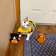 Hank joined the competition — help win amazing prizes! cat, costume, bee_costume, plush_toy, pumpkin, decorative_gourd, wooden_floor, blue_rug, indoor, door, curious, pet, animal, whiskers, ears, tail, toy, fall_decor, head_tilt, cute