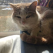 Hank is registered to the contest to win money with this photo: animal, blanket, cat, closeup, daylight, domestic, feline, fur, indoor, pet, quiet, relaxed, resting, screen, shadow, sunlight, tail, whiskers, window, windowsill