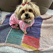 Lola participe au concours pour gagner de l'argent avec cette photo : animal, colorful, companion, couch, cozy, cute, dog, domestic_animal, fur, furniture, hair_clips, indoor, knitted_blanket, looking_at_camera, pet, pink_clothing, seated, small_dog, soft, textile