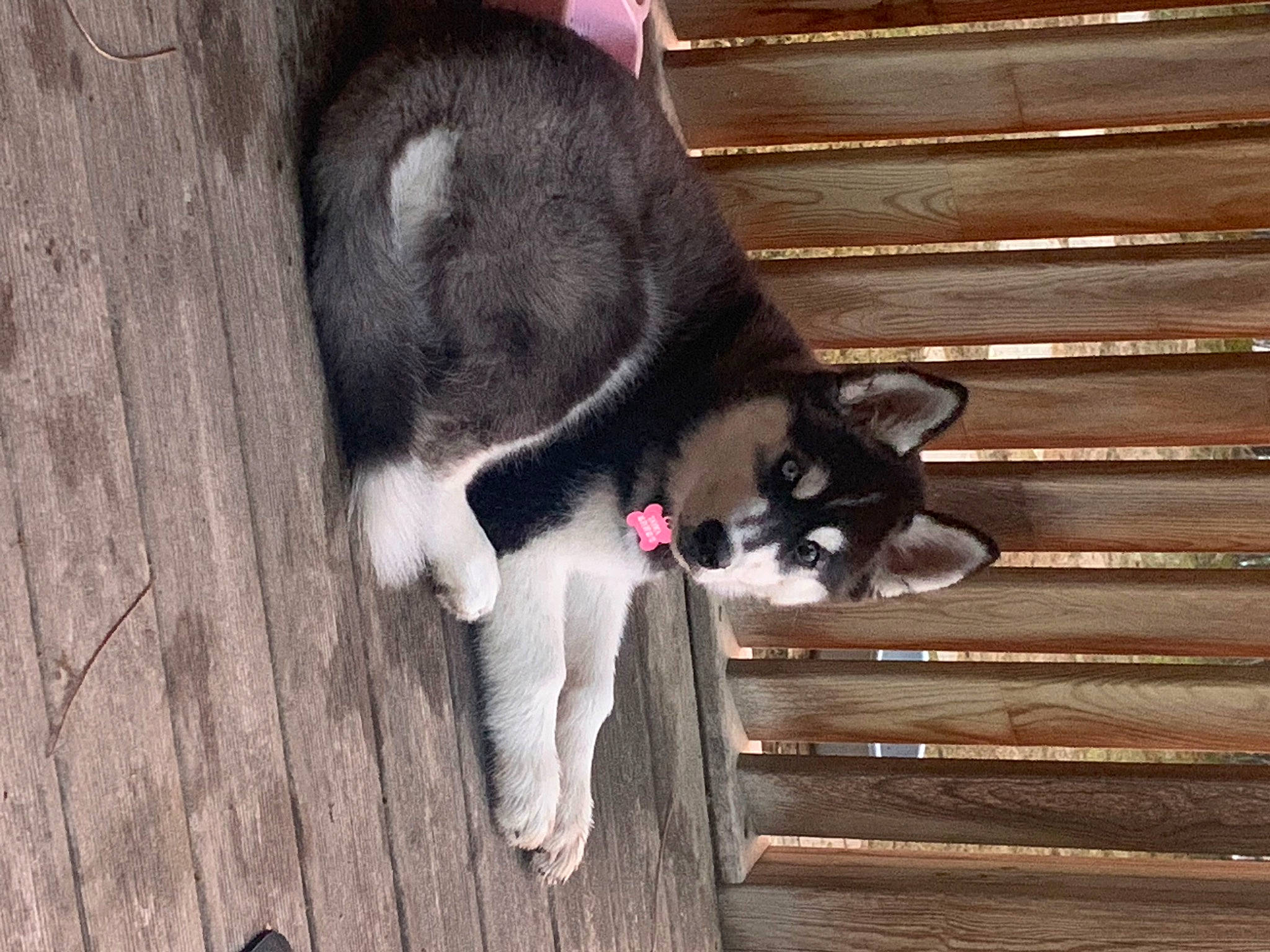 Tayka participe au concours pour gagner de l'argent avec cette photo : canidae, carnivore, cat, dog_breed, domestic_short_haired_cat, felidae, flooring, fur, hardwood, plank, plant, small_to_medium_sized_cats, sporting_group, tail, whiskers, wood