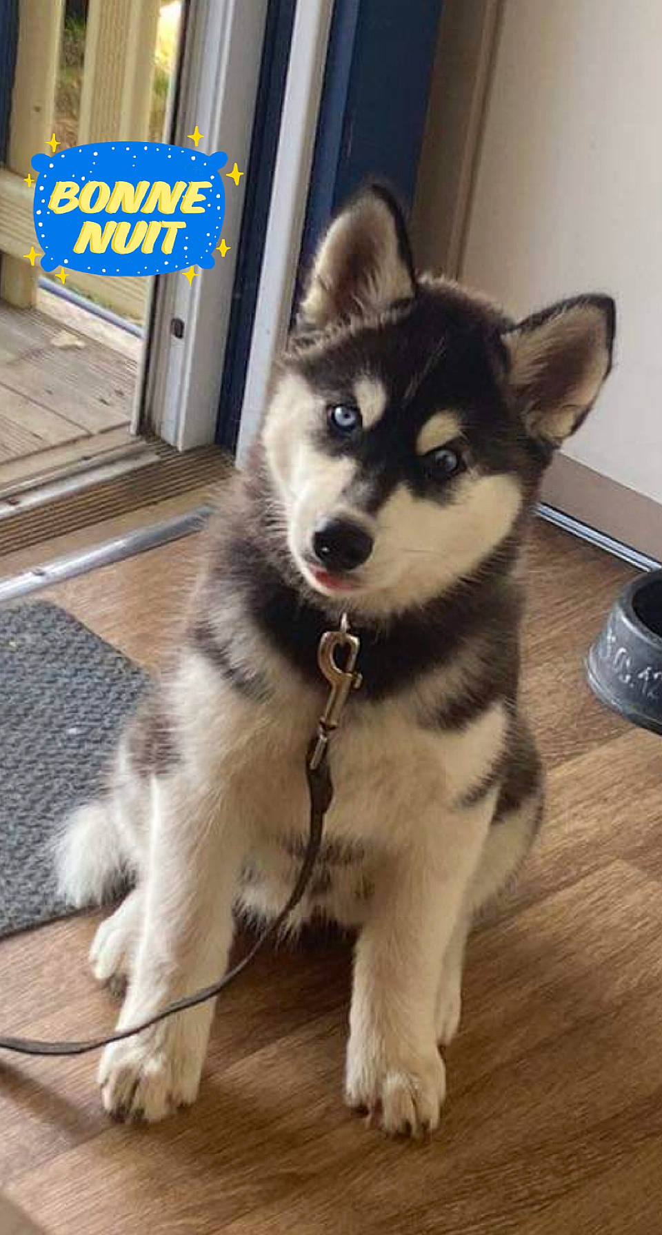 Tayka a rejoint le concours — aidez-le/la à gagner de superbes lots ! canidae, canis, carnivore, companion_dog, dog, dog_breed, door, flooring, fur, hardwood, non_sporting_group, siberian_husky, sled_dog, snout, sporting_group, terrestrial_animal, whiskers, wood, working_animal, working_dog