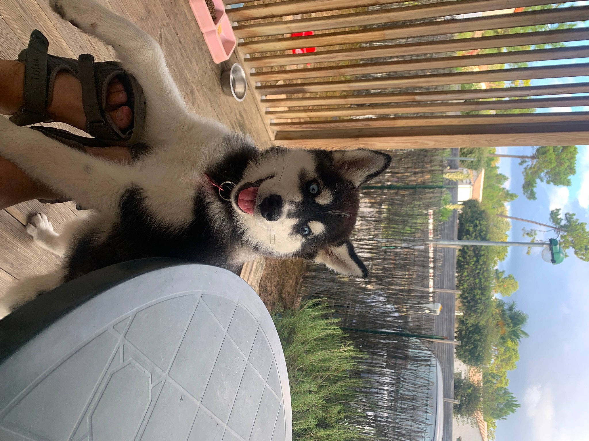 Tayka participe au concours pour gagner de l'argent avec cette photo : balinese, carnivore, cat, cloud, companion_dog, dog_breed, facade, felidae, fur, line, plant, rim, sky, small_to_medium_sized_cats, tail, terrestrial_animal, tree, wheel, whiskers, wood