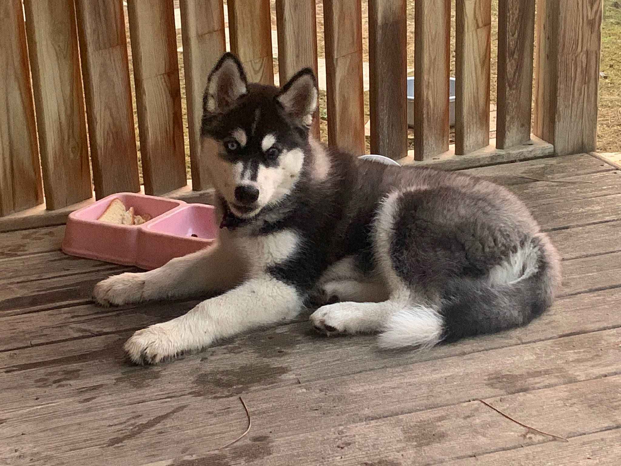 Tayka a rejoint le concours — aidez-le/la à gagner de superbes lots ! ancient_dog_breeds, canidae, canis, carnivore, companion_dog, dog, dog_breed, fence, fur, hardwood, non_sporting_group, siberian_husky, sled_dog, snout, sporting_group, tail, terrestrial_animal, wood, working_animal, working_dog