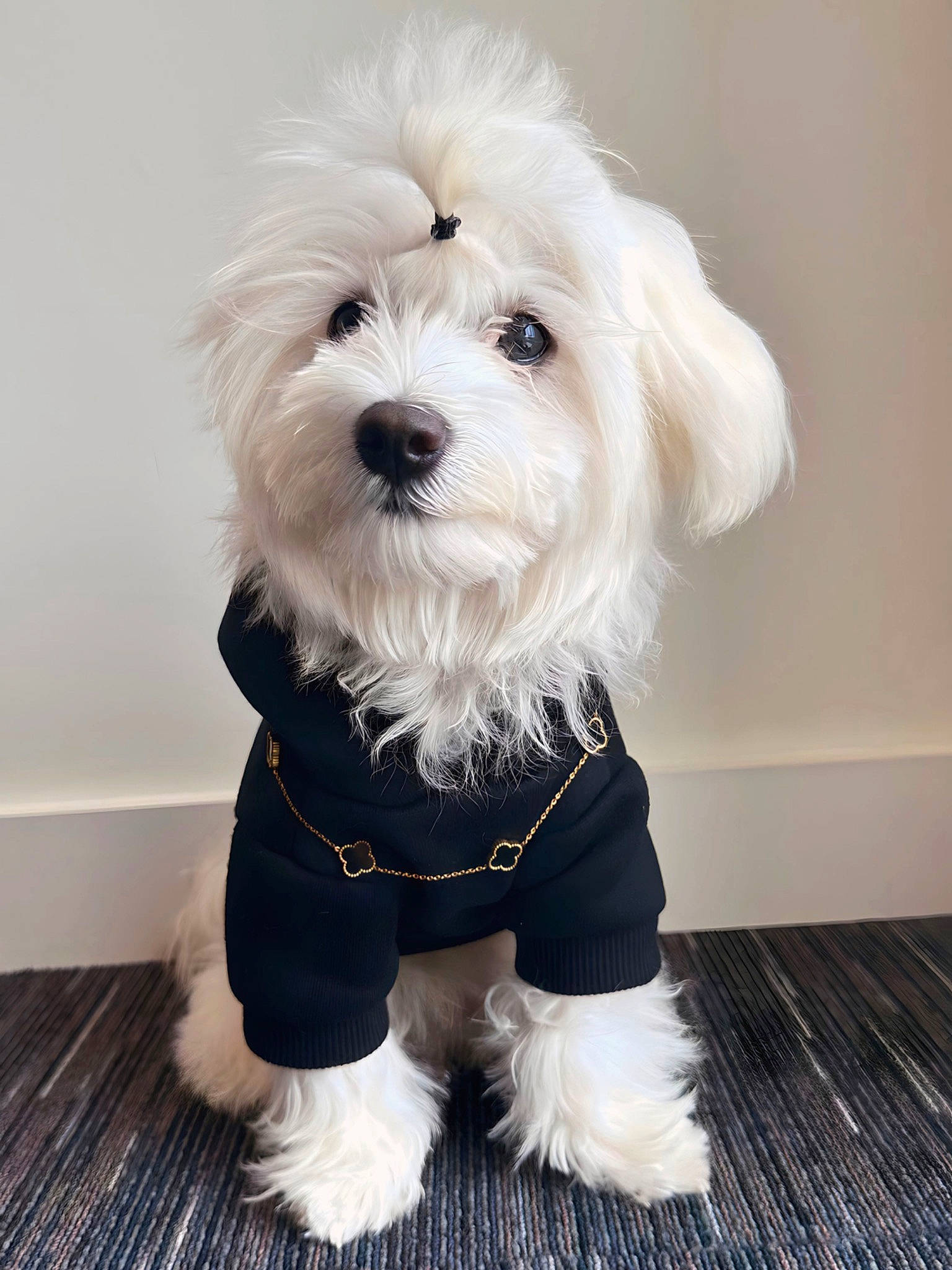 Bambi joined the competition — help win amazing prizes! biewer_terrier, canidae, carnivore, companion_dog, dog, dog_breed, dog_clothes, dog_supply, firefighter, fur, maltepoo, puppy, puppy_love, small_terrier, snout, sporting_group, terrier, toy_dog, water_dog, working_animal