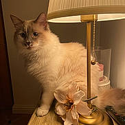 Kira a rejoint le concours — aidez-le/la à gagner de superbes lots ! cat, lamp, flower, wooden_table, indoor, pet, feline, cozy, decor, curious, blue_eyes, fluffy, cream_colored, soft_lighting, home, table, ornament, relaxed, animal, domestic