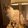 animal, blue_eyes, cat, cozy, cream_colored, curious, decor, domestic, feline, flower, fluffy, home, indoor, lamp, ornament, pet, relaxed, soft_lighting, table, wooden_table