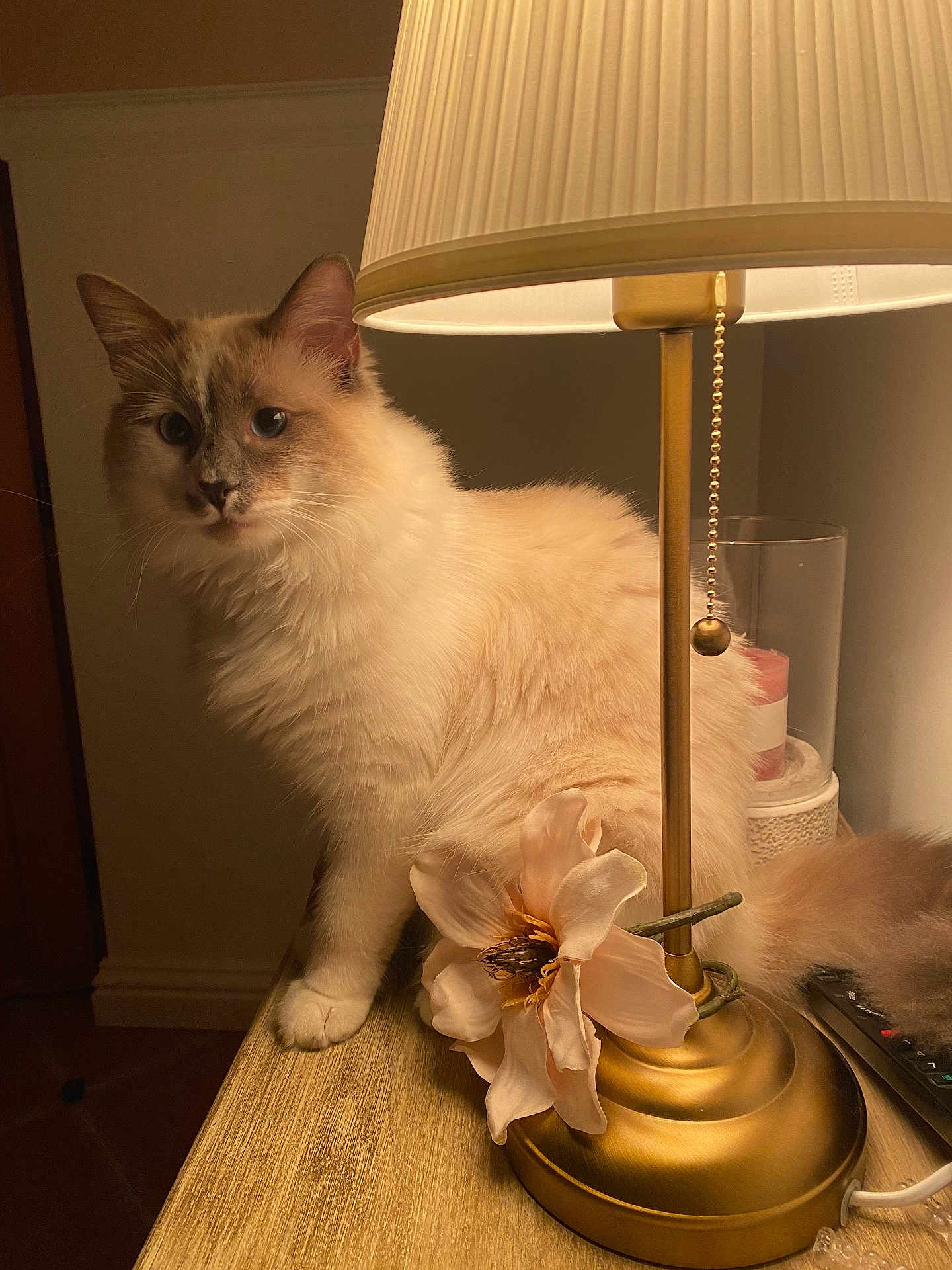 Kira a rejoint le concours — aidez-le/la à gagner de superbes lots ! cat, lamp, flower, wooden_table, indoor, pet, feline, cozy, decor, curious, blue_eyes, fluffy, cream_colored, soft_lighting, home, table, ornament, relaxed, animal, domestic
