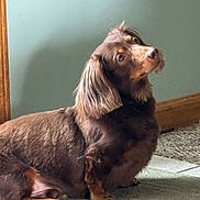 Brownie is registered to the contest to win money with this photo: dog, dachshund, brown_fur, indoor, carpet, pet, animal, long_body, short_legs, curious, looking_up, fur, ears, snout, domestic, companion, cute, mammal, side_view, relaxed