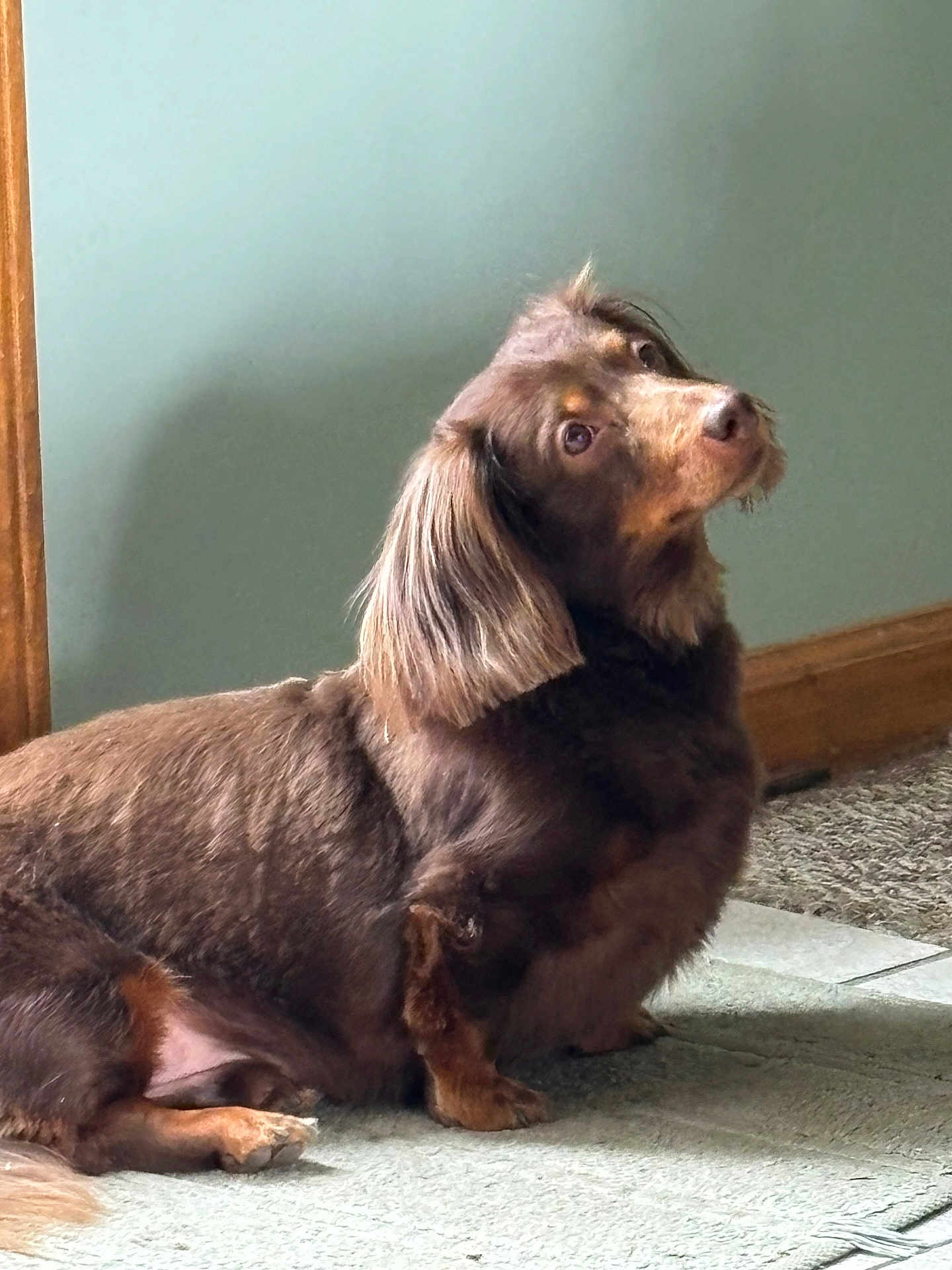 Brownie