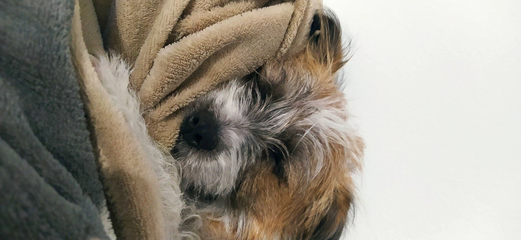 Luna a rejoint le concours — aidez-le/la à gagner de superbes lots ! canidae, carnivore, companion_dog, dog, dog_breed, fawn, fur, liver, maltepoo, puppy_love, schnauzer, shih_tzu, small_terrier, snout, sporting_group, terrestrial_animal, terrier, toy_dog, whiskers, working_animal