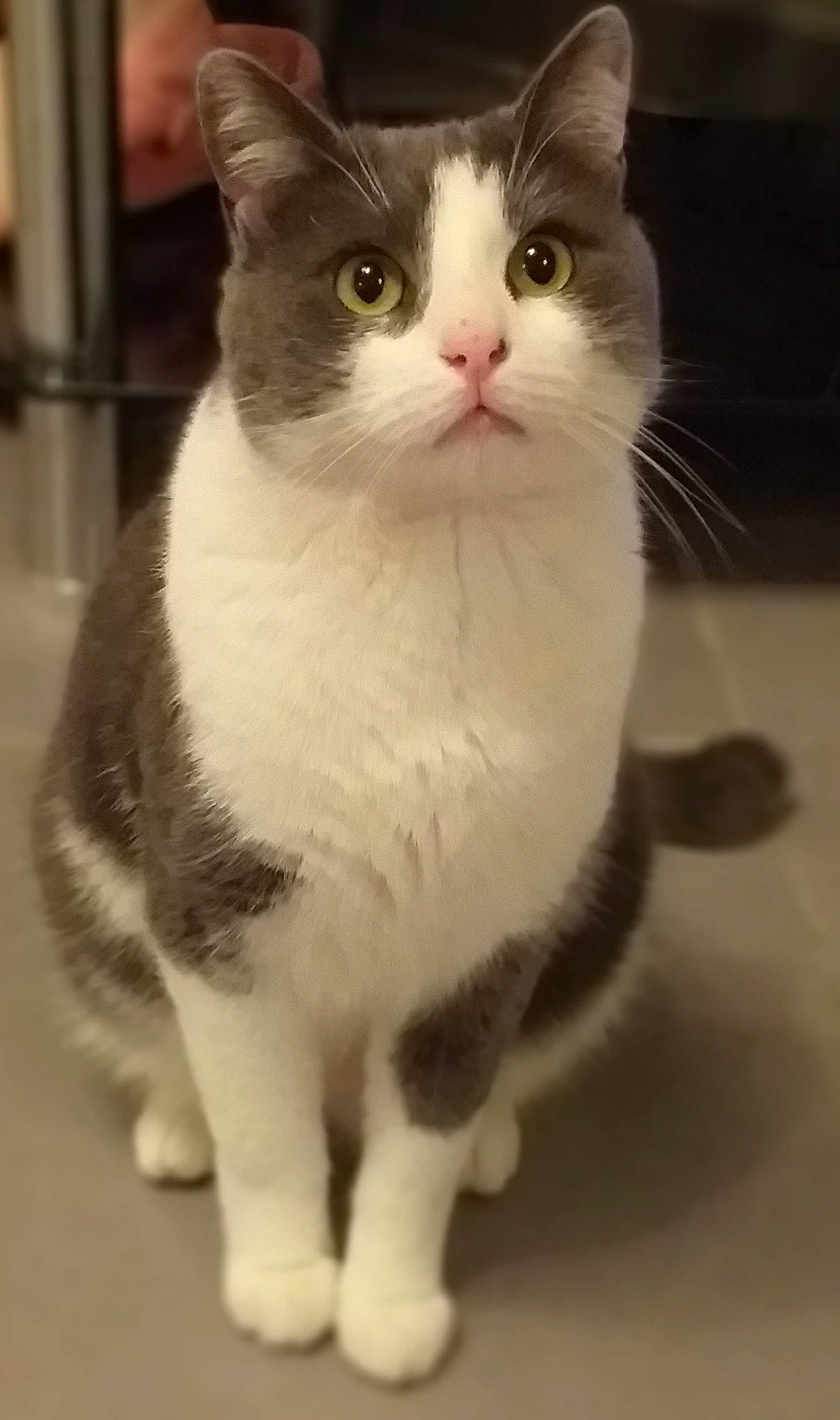 T'Choupi participe au concours pour gagner de l'argent avec cette photo : aegean_cat, american_wirehair, carnivore, cat, domestic_short_haired_cat, european_shorthair, felidae, kitten, mammal, munchkin, polydactyl_cat, small_to_medium_sized_cats, snout, tail, vertebrate, whiskers